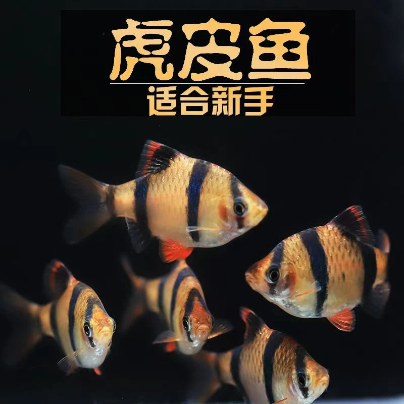【虎皮鱼】四间虎皮 小型观赏鱼