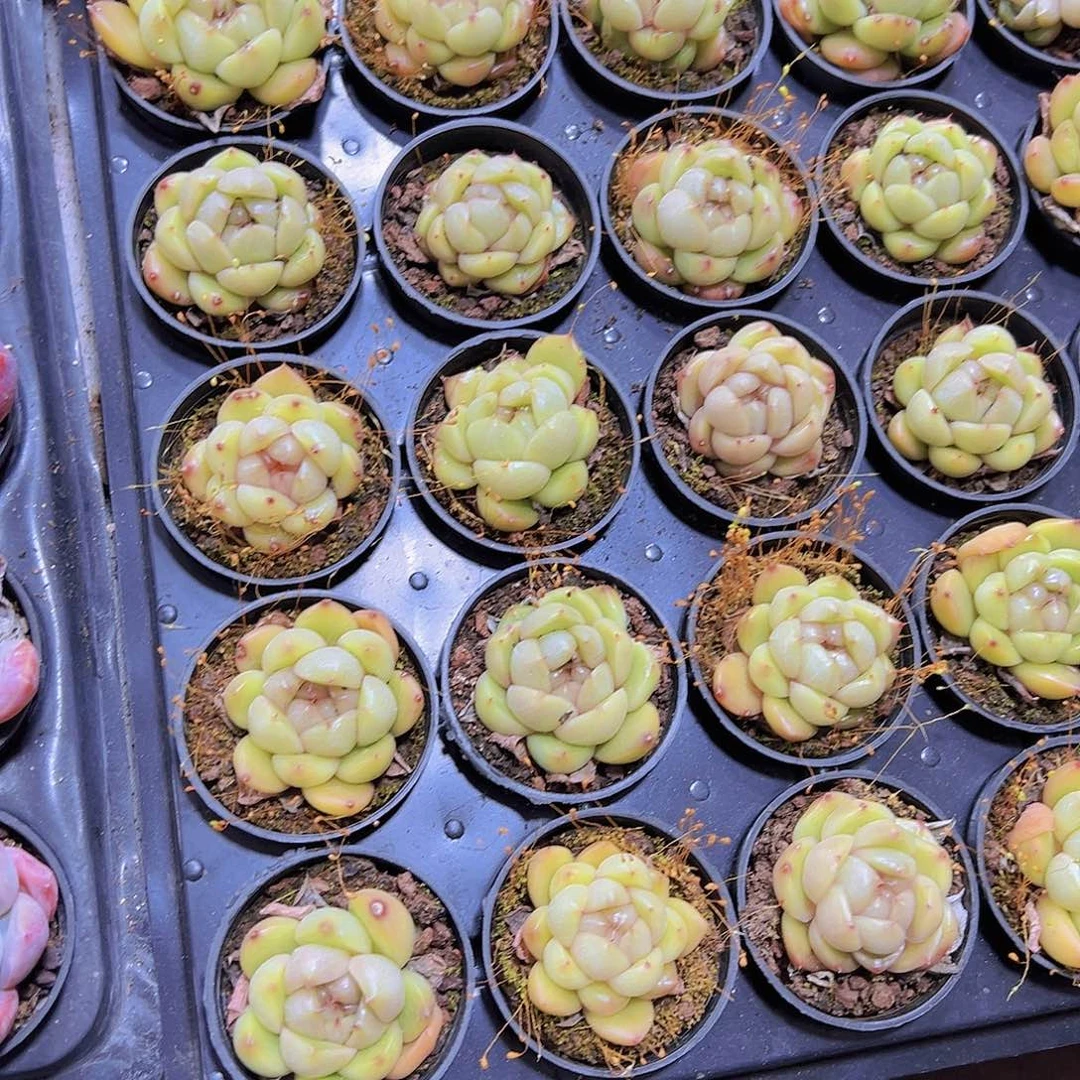 蓝鬼珍妮19包邮多肉