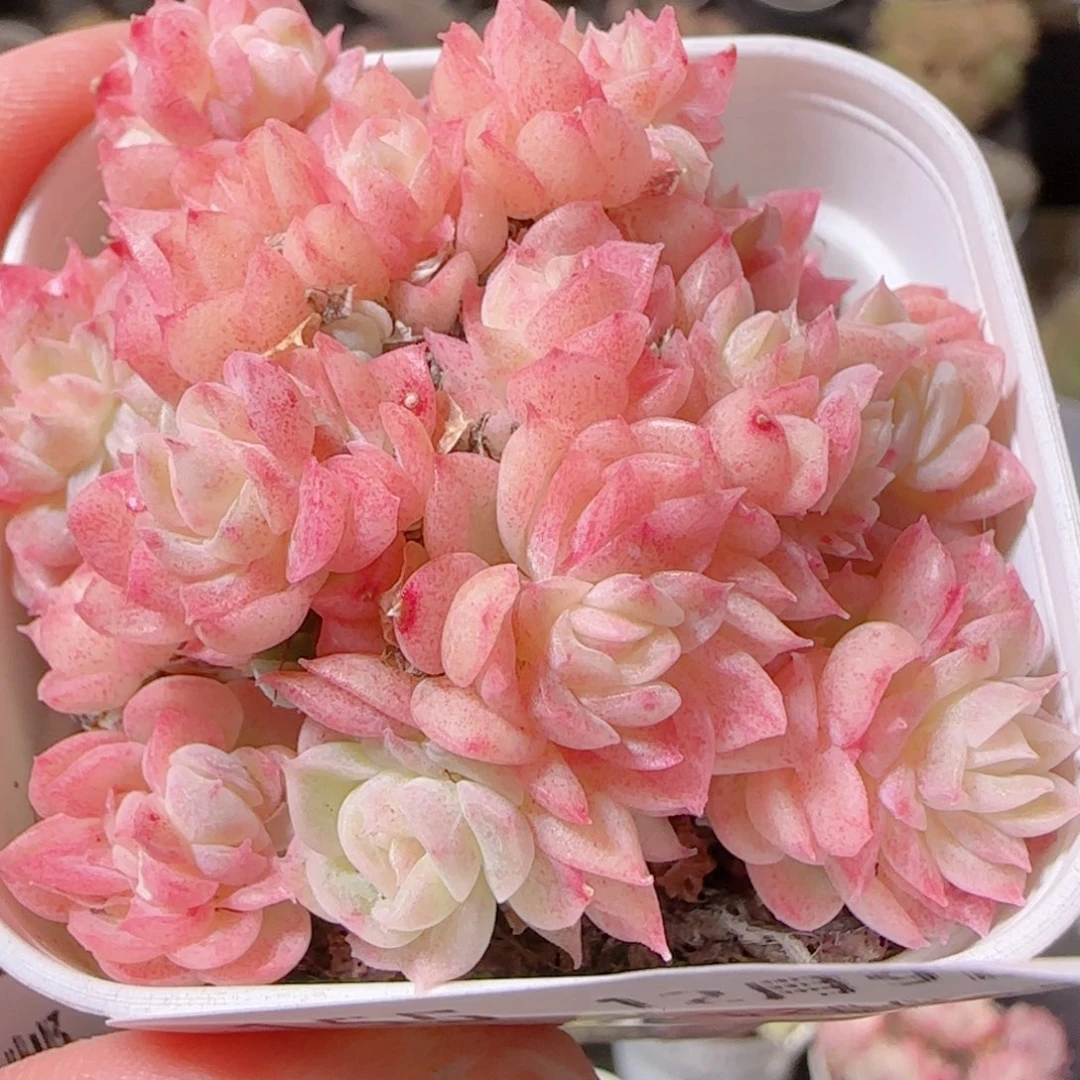 花语多肉1209-155散