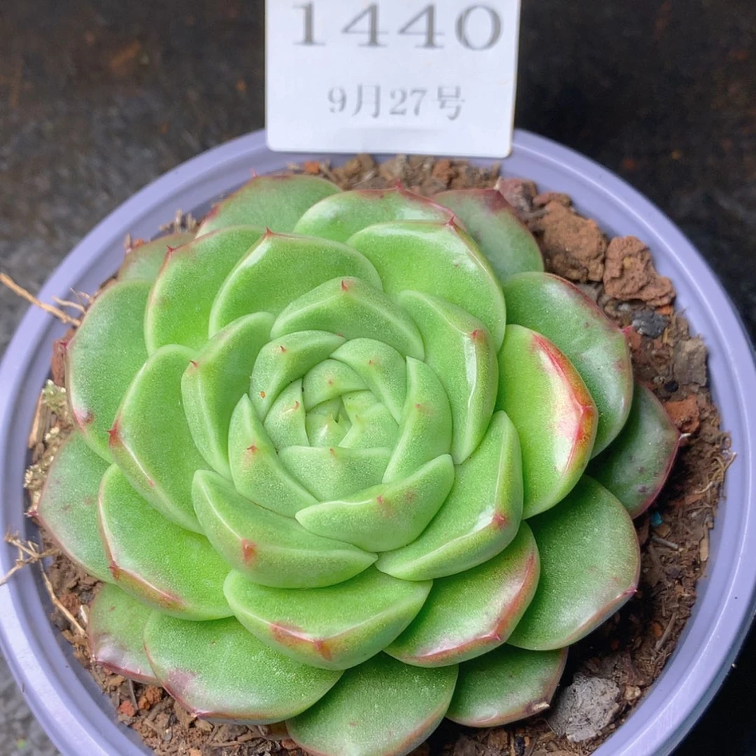 【闪购商品】云1440号