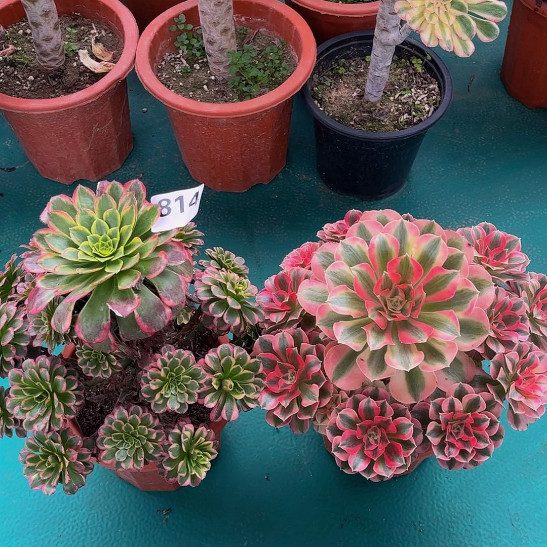 多肉组合00000814