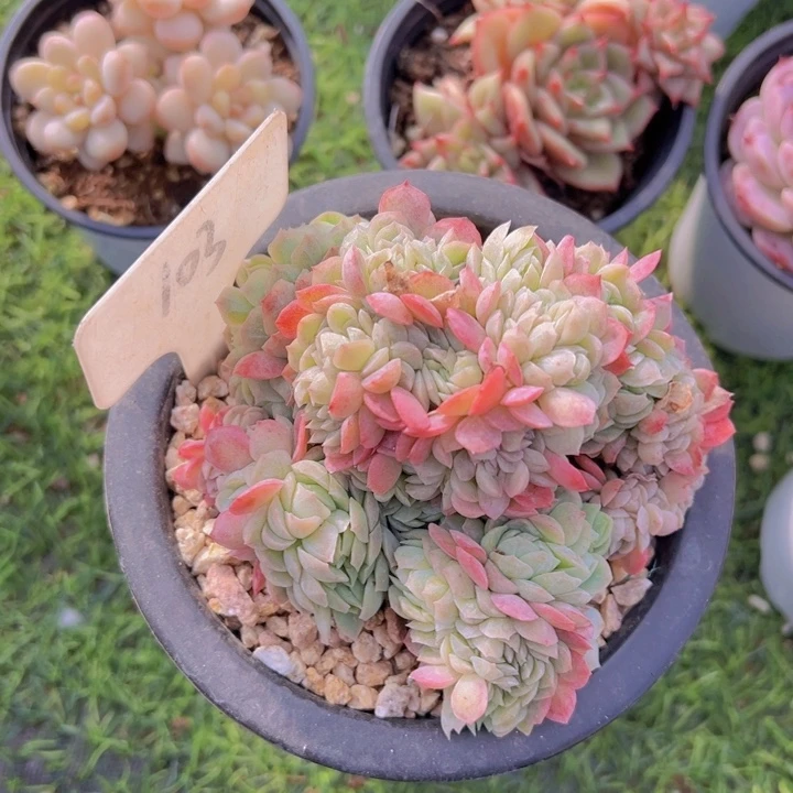 ，健健康康平平安安多肉植物