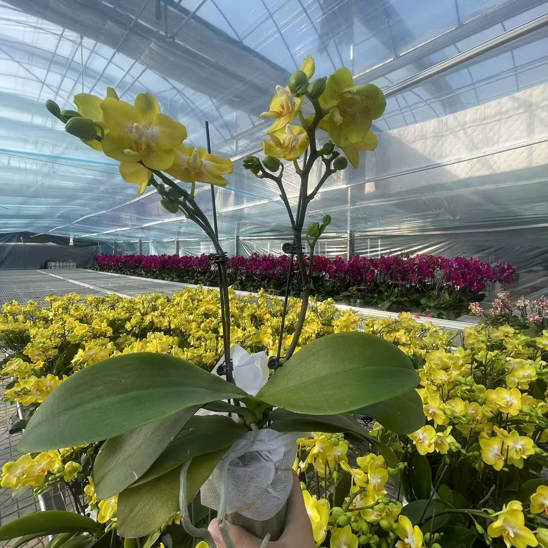 【安祖原杯】（阿雷佐）2.8寸杯双剑蝴蝶兰 阳台桌面盆栽