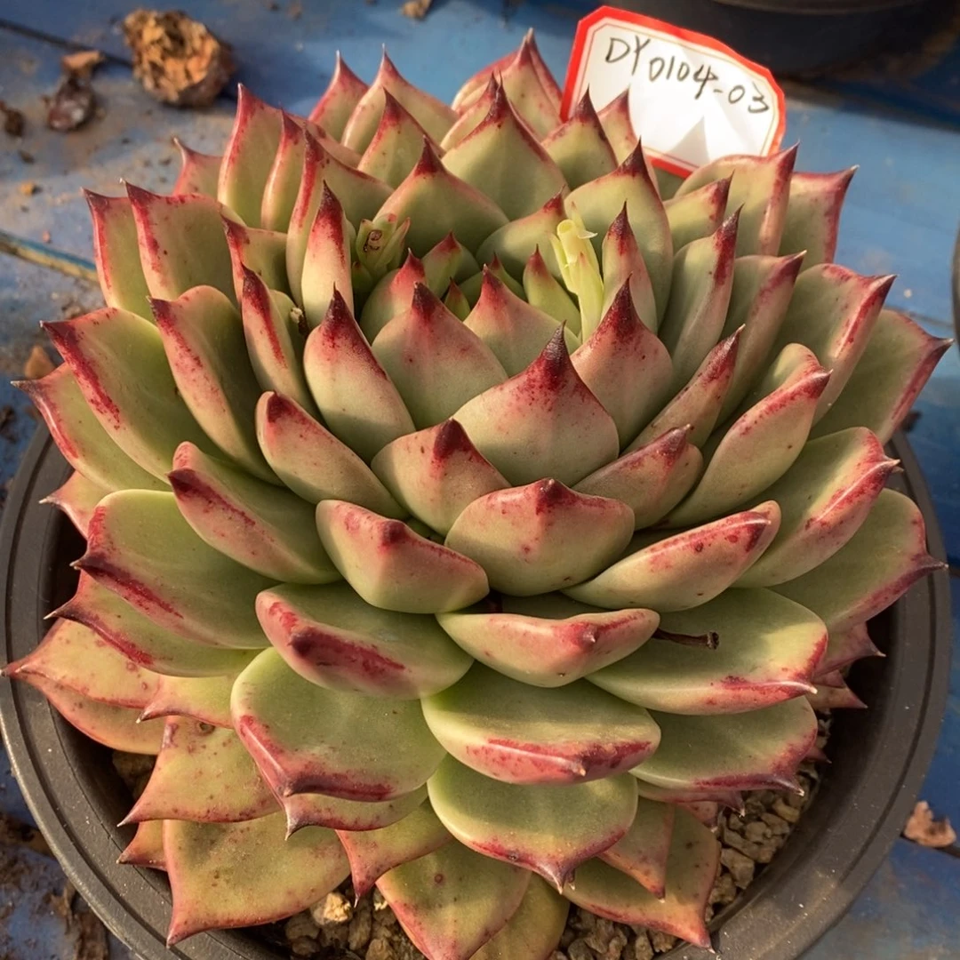 东云萌扣丽0104-03