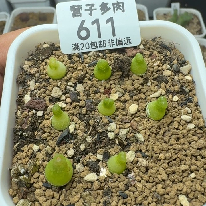 ****M小葫芦带盆土。