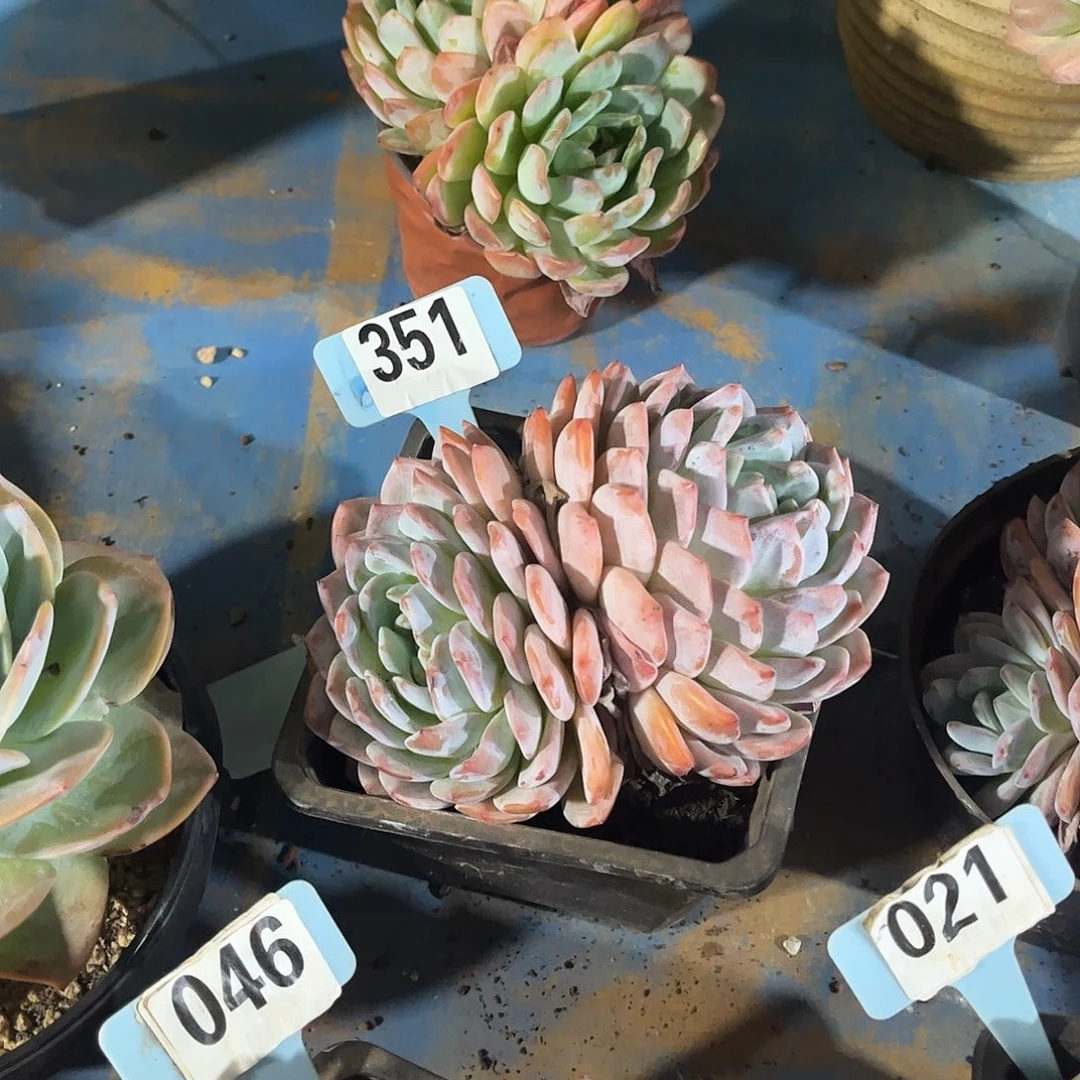 刘****橙梦露多肉植物保护351