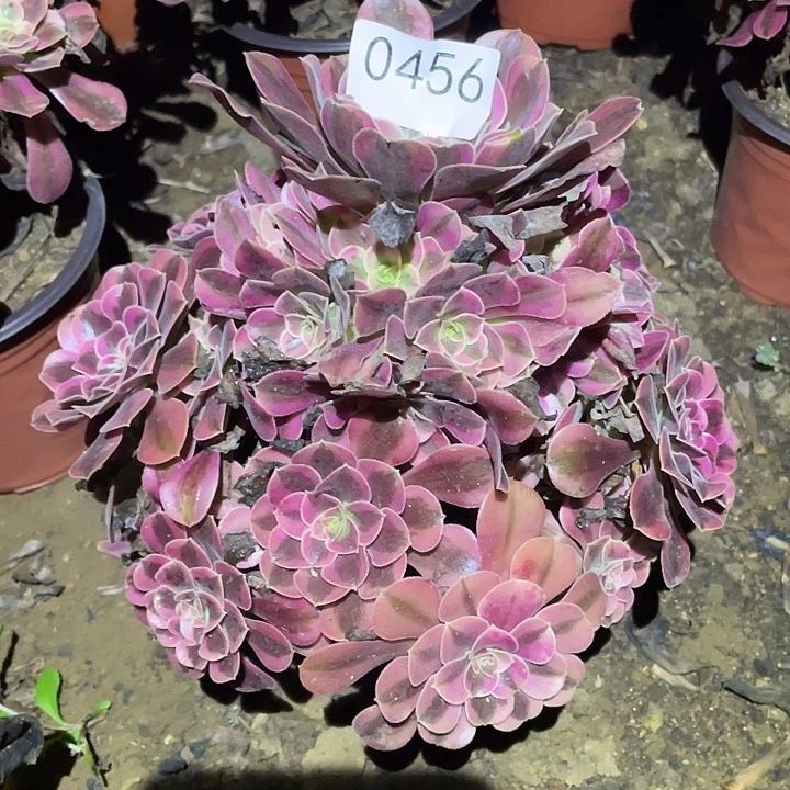 多肉植物法师456美杜莎