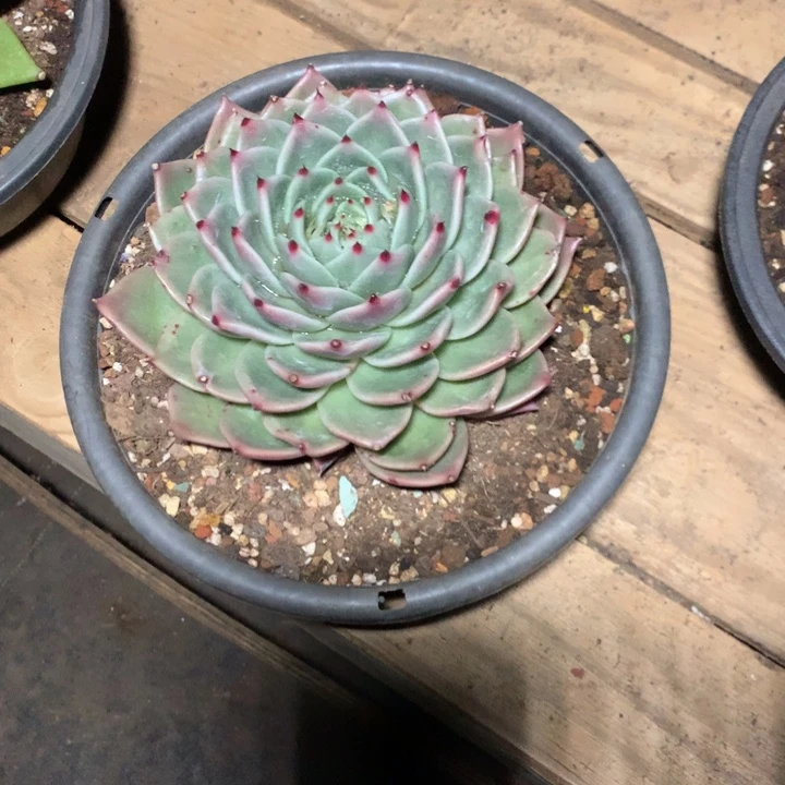 美肉特价活动开始啦