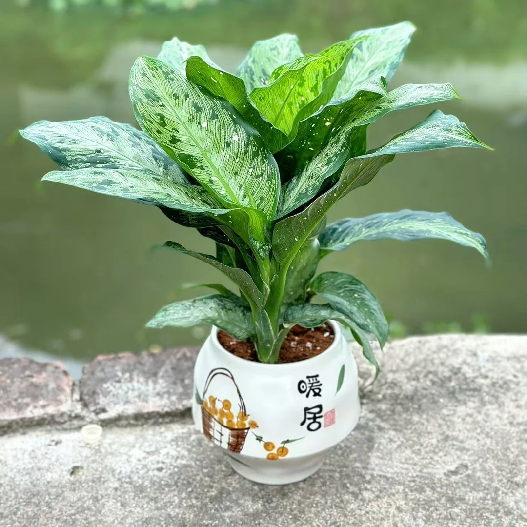 飘雪万年青美观室内盆栽客厅好养四季常青北欧风格办公桌养护花盆