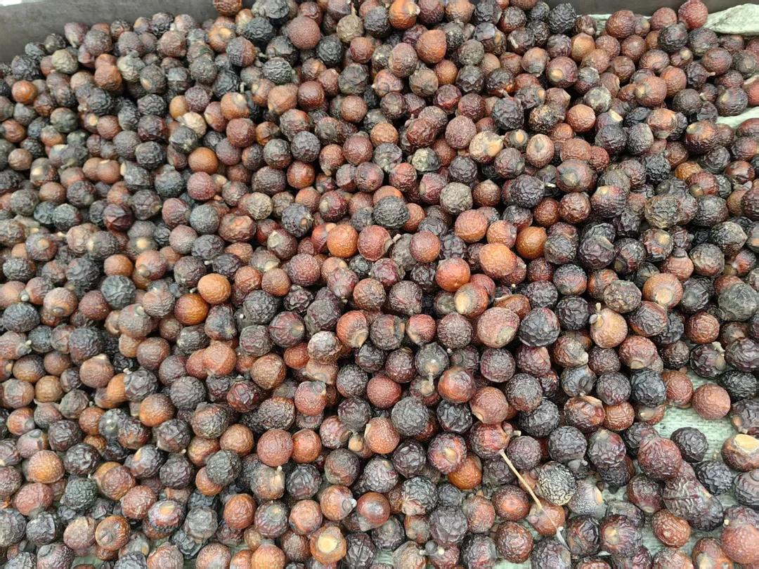 四川野生带壳无患子老树籽