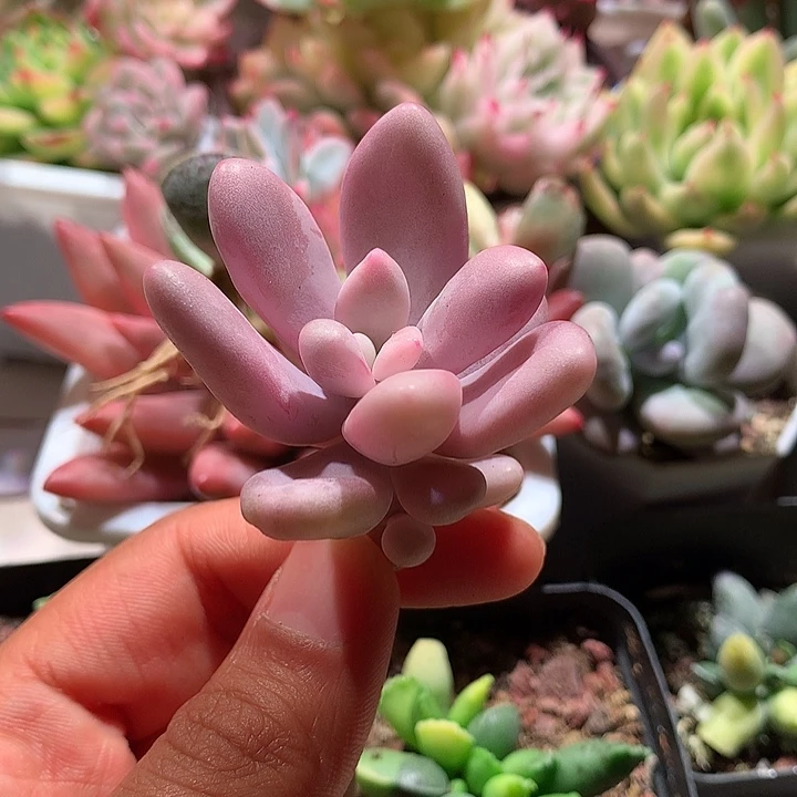 桃蛋锦腹轮锦可嫁接