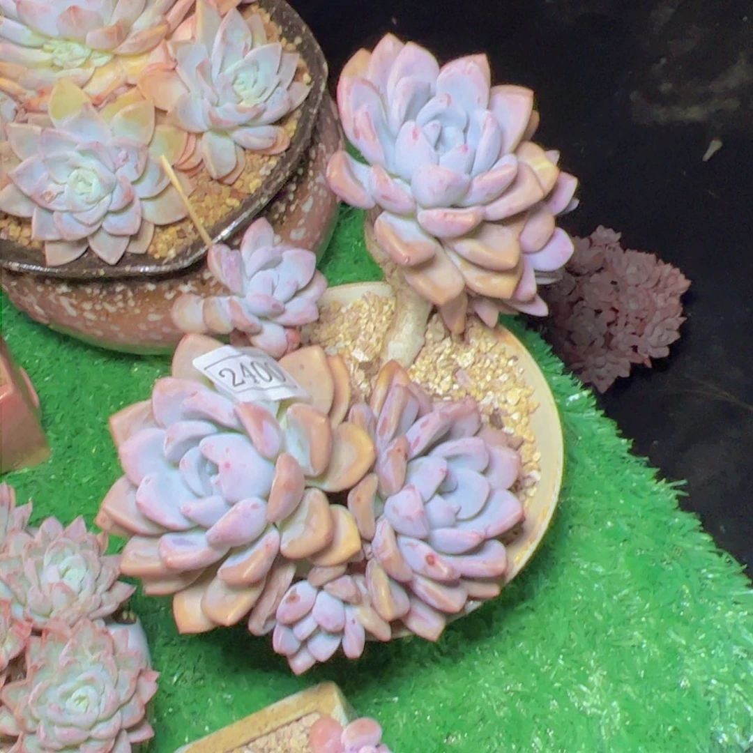 华****金奥普琳娜2400多肉植物