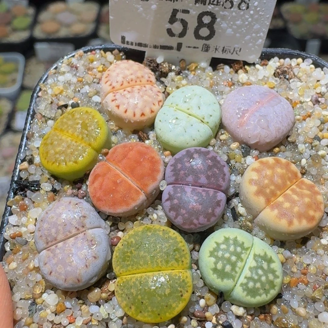 Ssss便宜清货出58