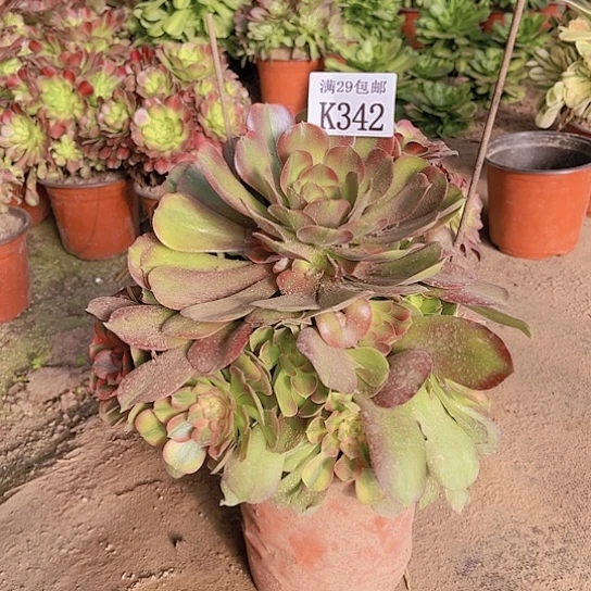 342香妃多肉植物