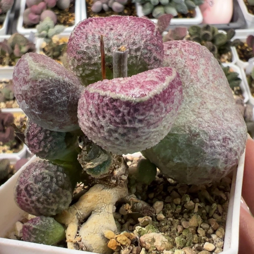 哈莫猪肝多头纯木质桩多肉植物水泡