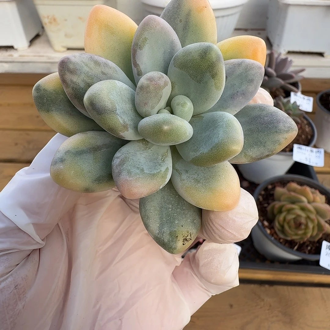 象牙奶拉丝锦111102-96