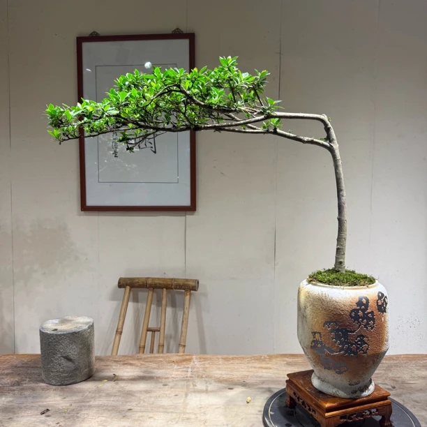 骨架弯曲度十足的七字型海岛栀子花茶台飘