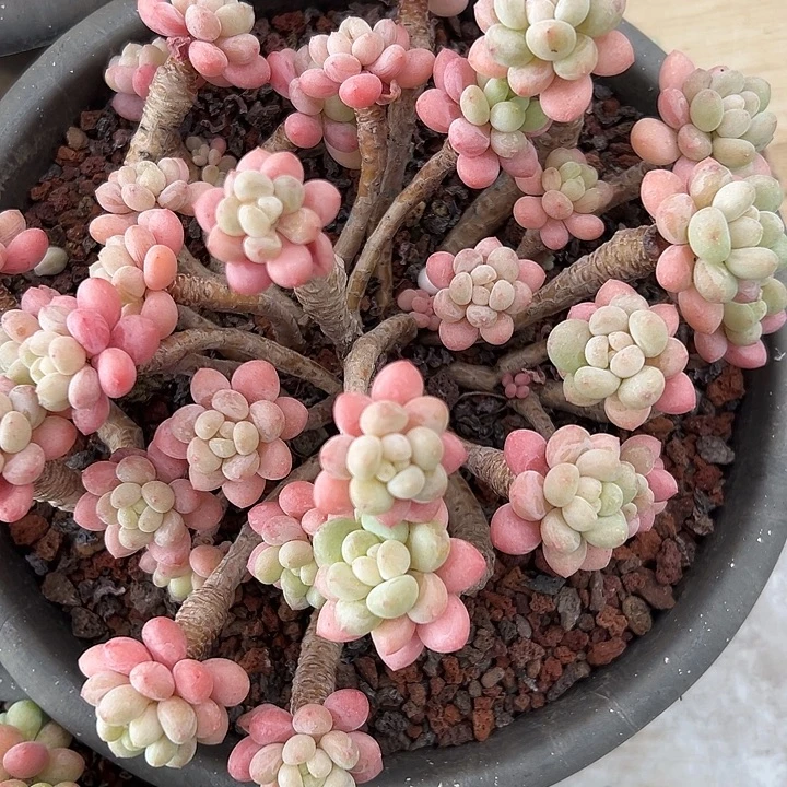 达芙妮。
