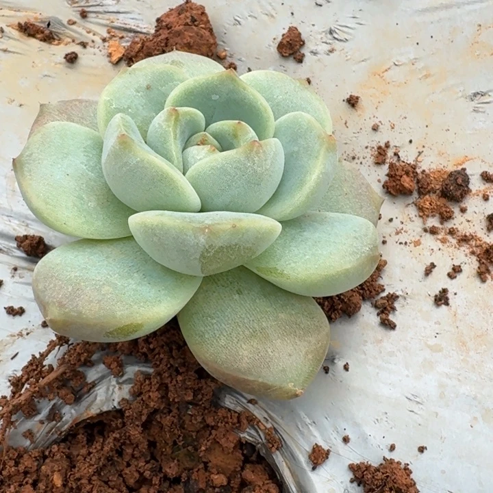 30-123冰玉杂交东云珍妮一颗连湖畔爱