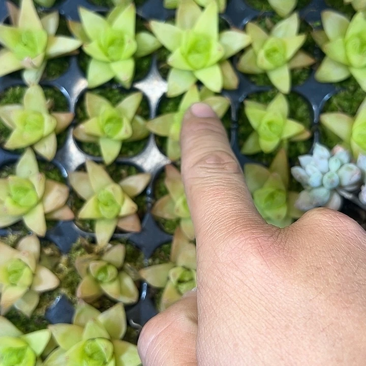 黄金桔 满10颗包邮