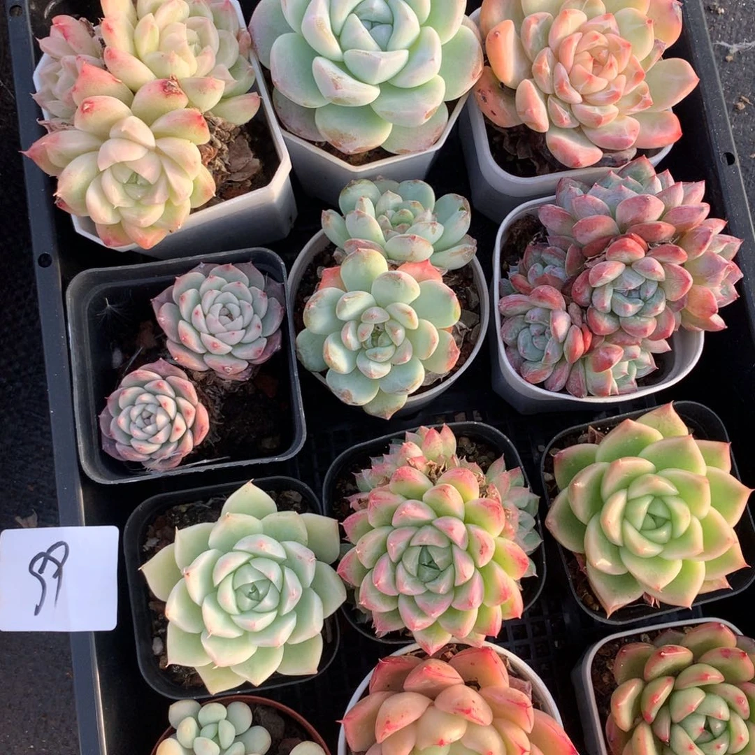 1128-99 套餐一组