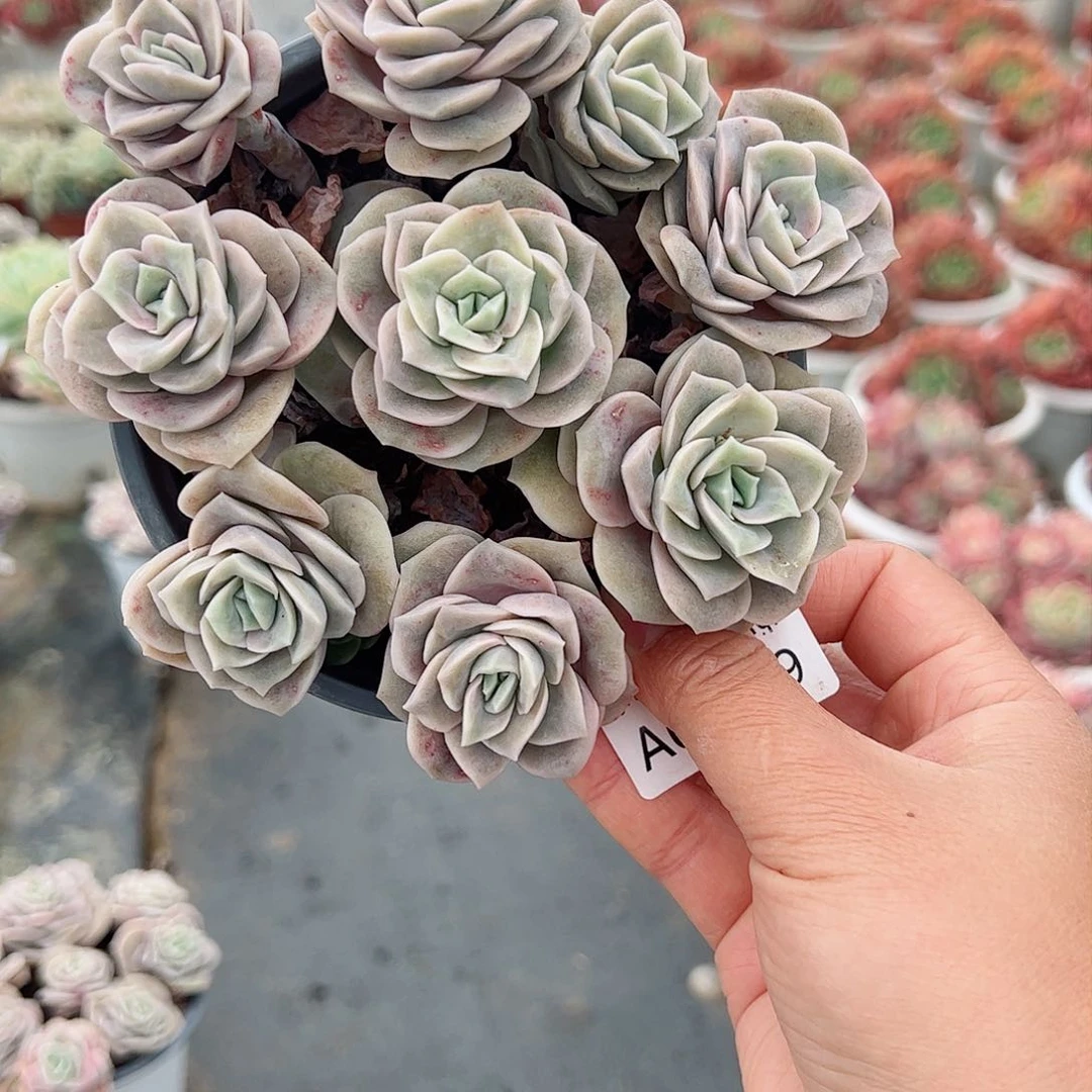 可爱玫瑰带盆土一盆多肉