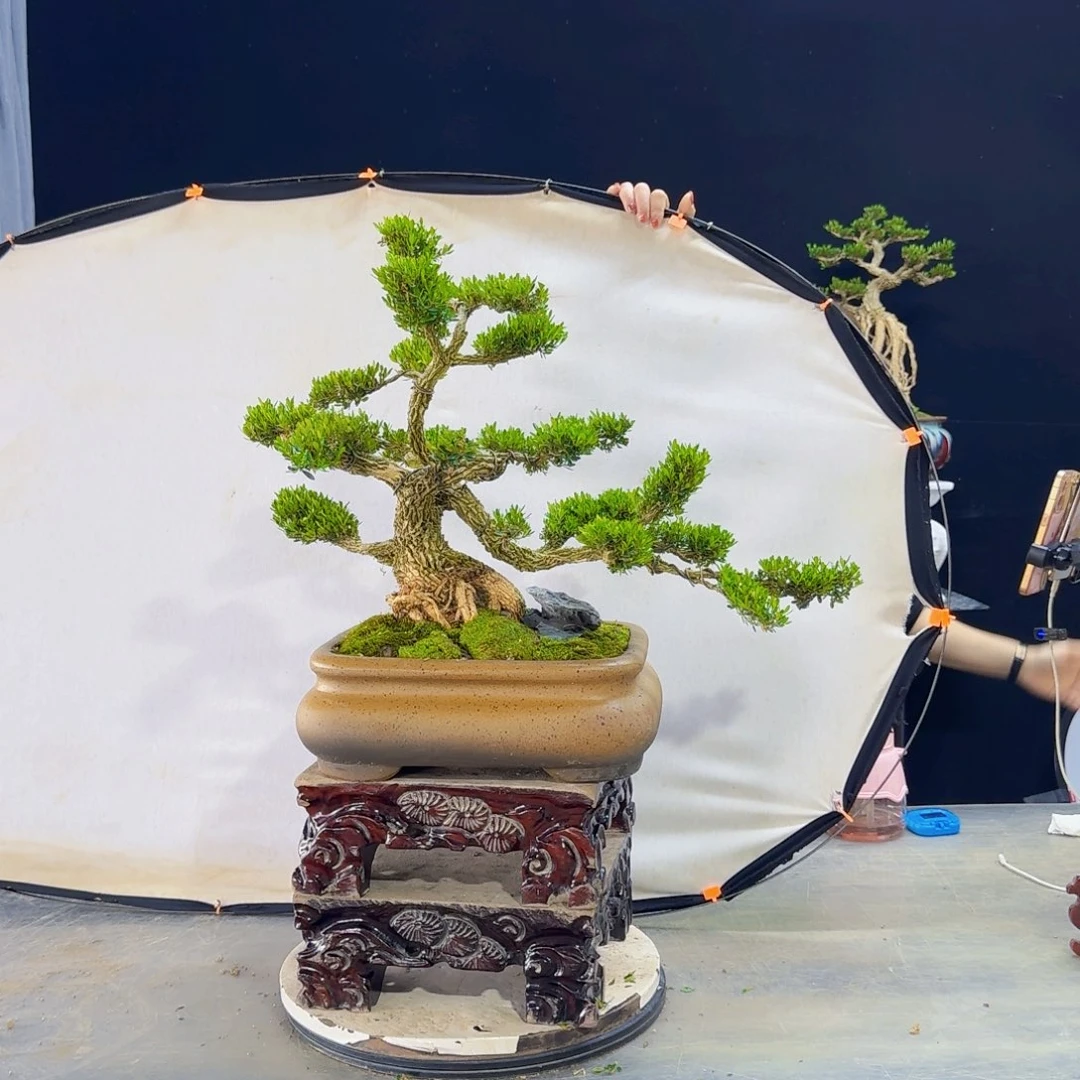 高端盆景艺术作品