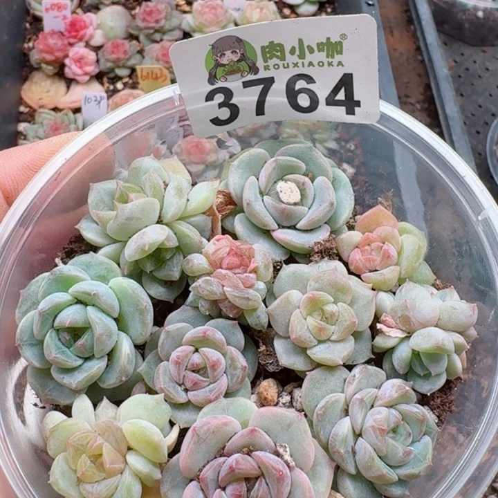多肉植物多肉植物
