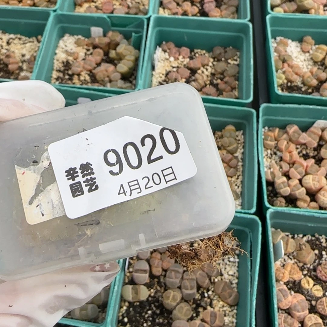 炸*包4.20，c268惜春3，富贵2。9020