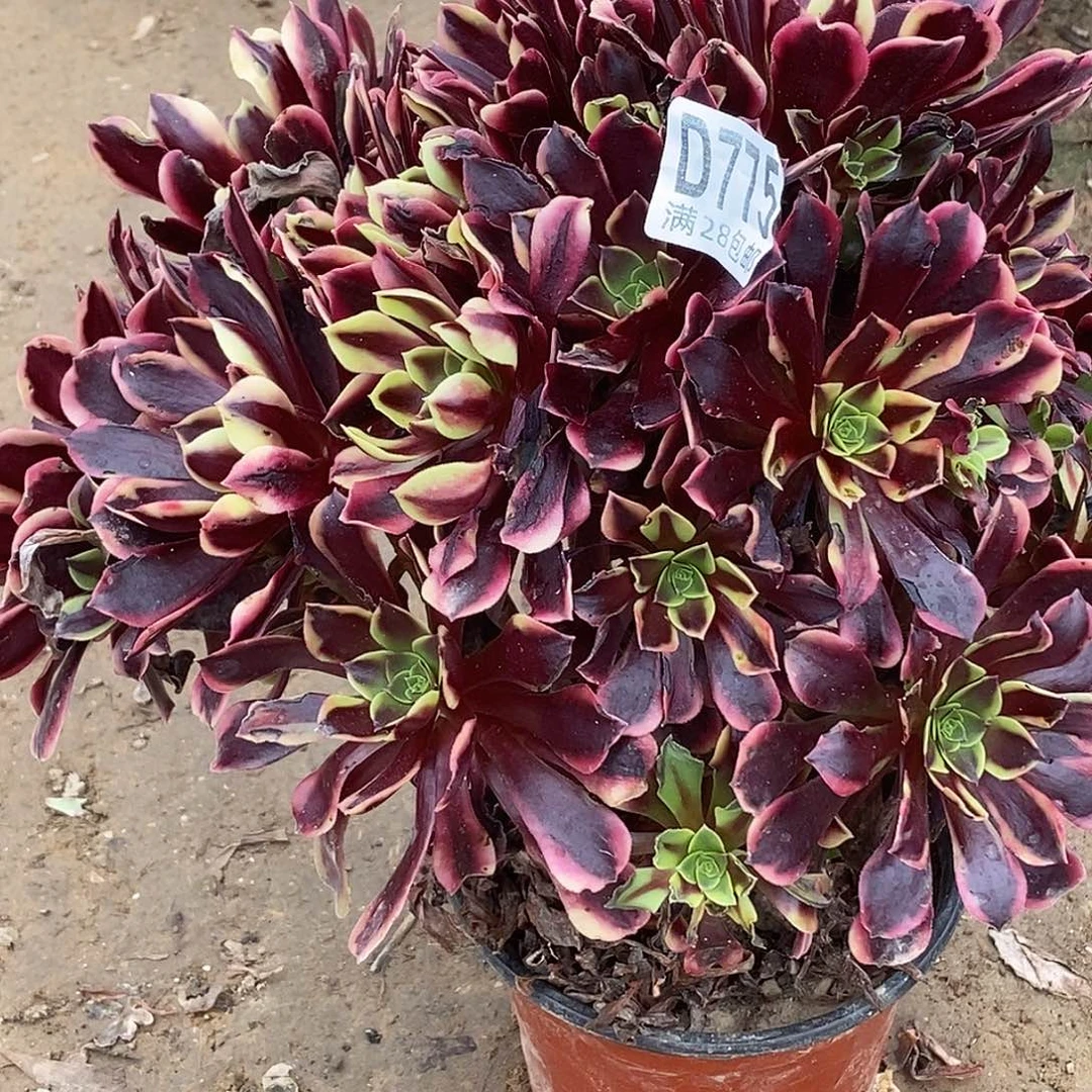 775欧佳丽多肉植物