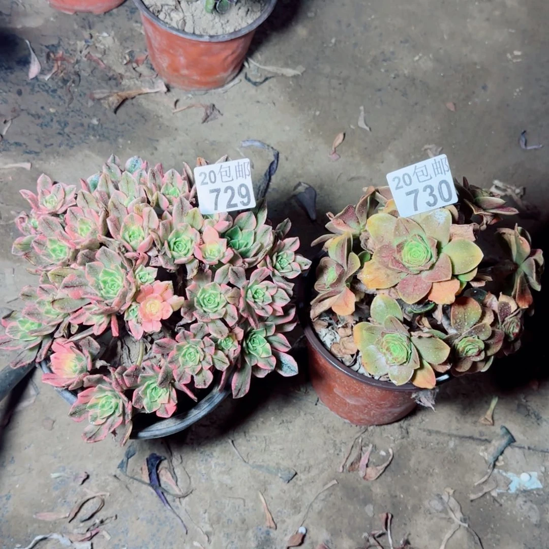 多肉729+730满20包邮断枝不包