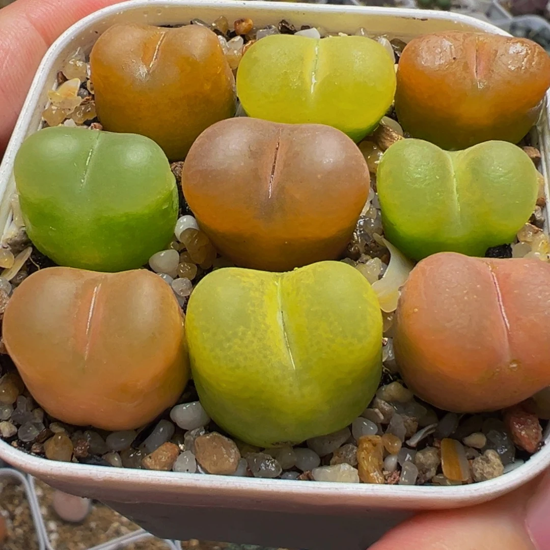 编号母本毛桃多肉植物