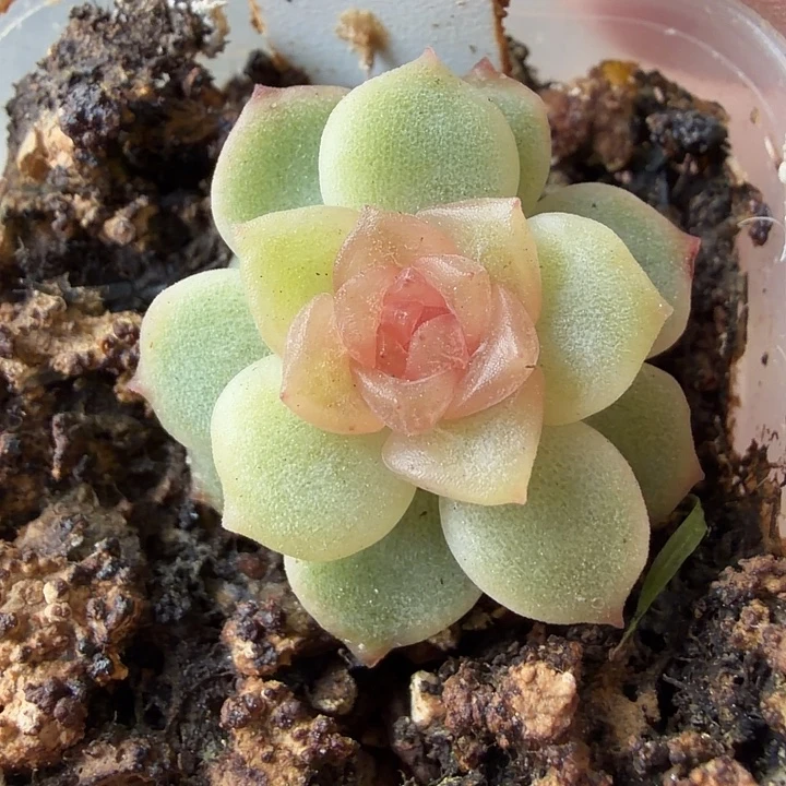 冷炫四公分盆口宫花