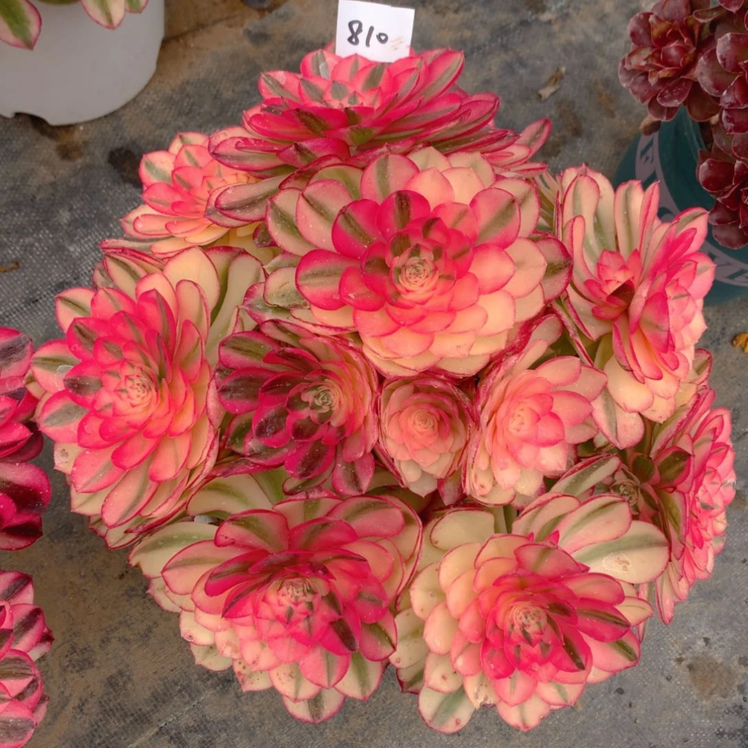 810倾城精品法师多肉