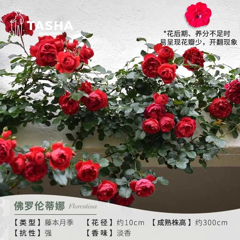塔莎的花园月季佛罗伦蒂娜红色爬藤耐雨淋勤花盆栽花苗