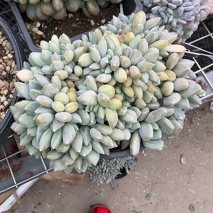 青蛙王子儿童牙膏套装。