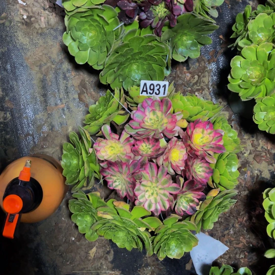 嫁接法师朵朵1-7¥¥