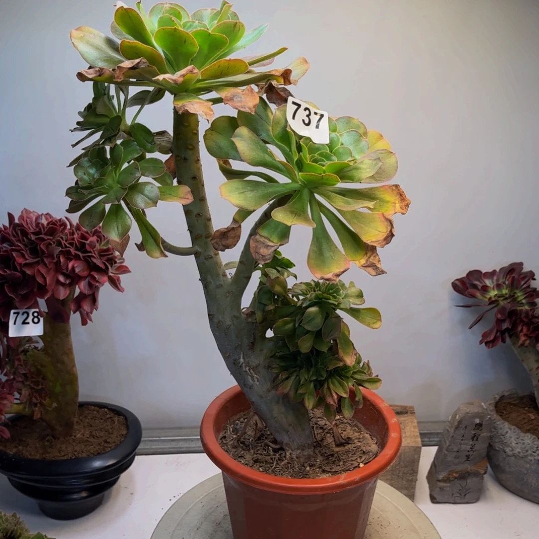 多肉植物君美丽装737