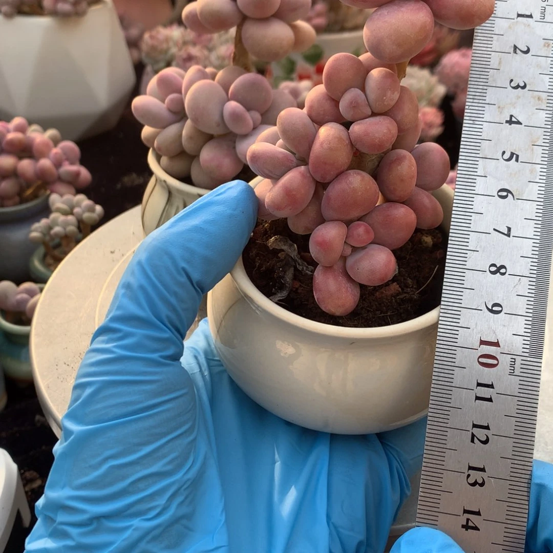 蓝***鱼16号带盆偏远地区不包邮的