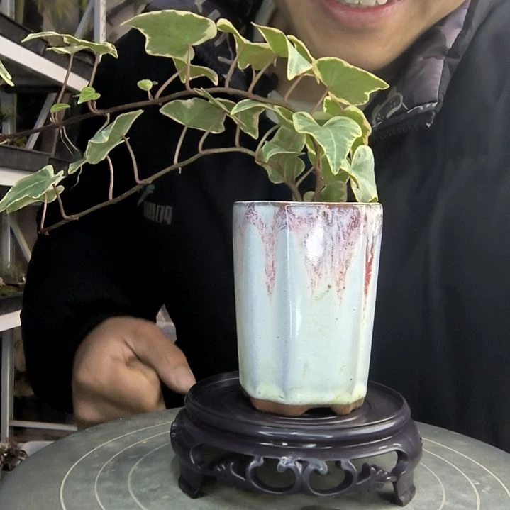 彬**了小盆景小植物一物一拍88