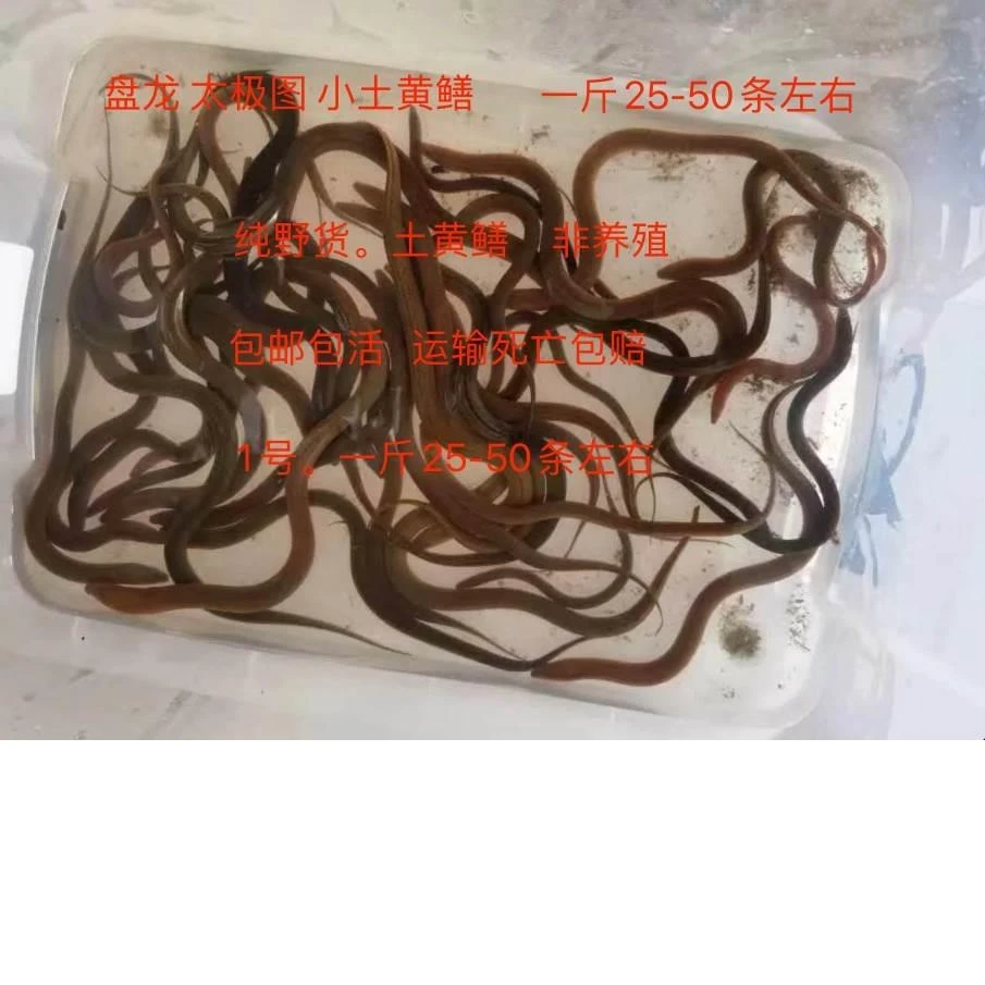 鲜活野外小黄鳝苗正宗长鱼盘鳝太极鳝食材稻田湖南一斤包邮