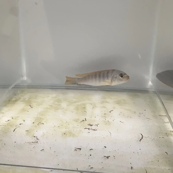 海水222号克里索斑马