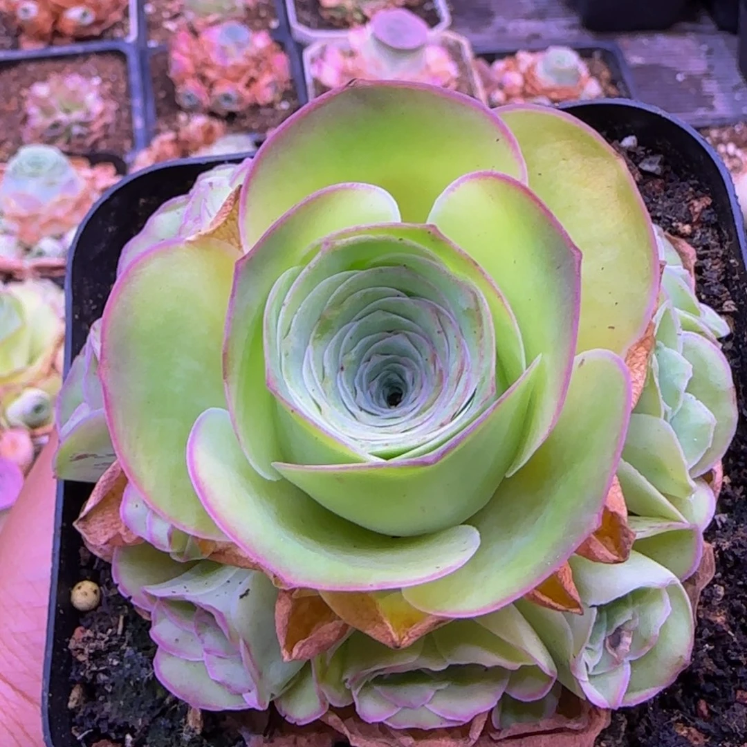 福利124275767575768686