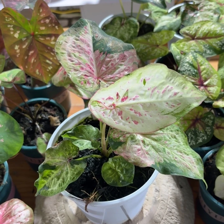 桃乐滋泰国彩叶芋35-0823