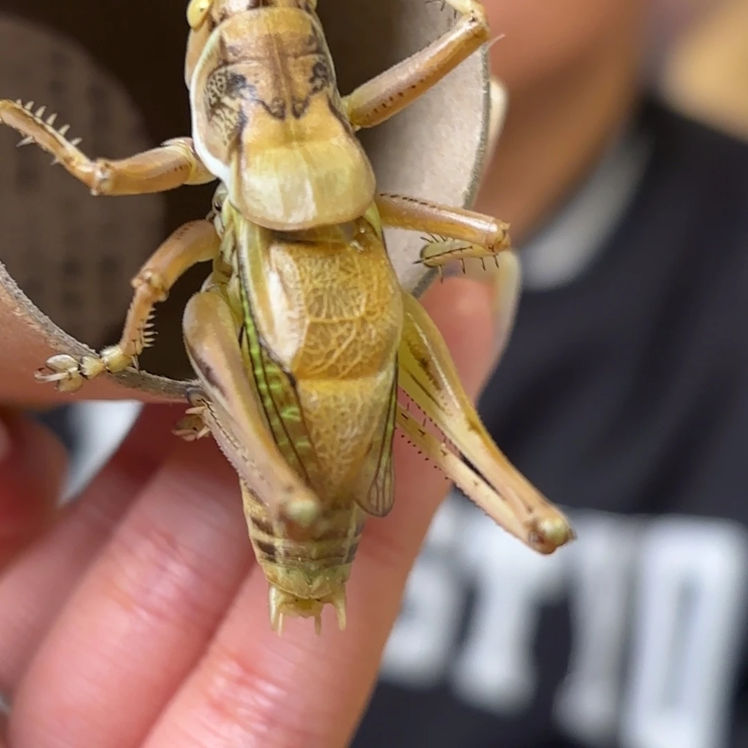 缘***起蝈蝈蝈蝈福福价格