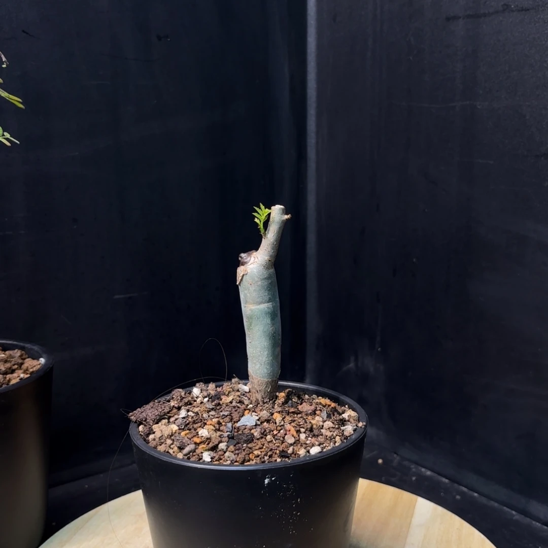 芳香裂榄开播福利