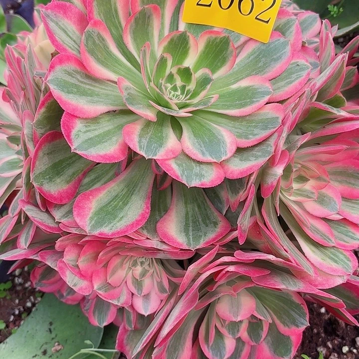 云*多肉植物福利2062