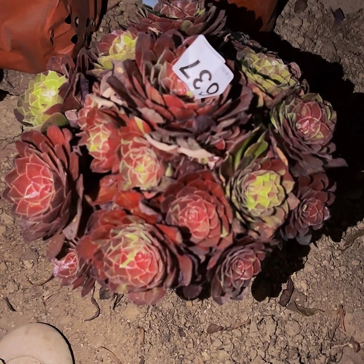 637花花公子多肉不售后