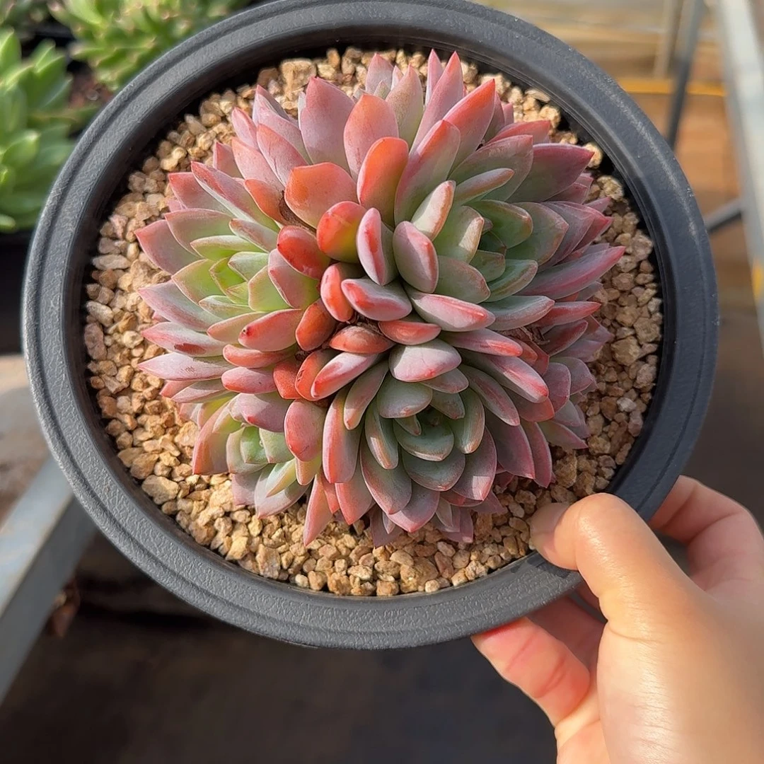 全明星整无砍群生多肉