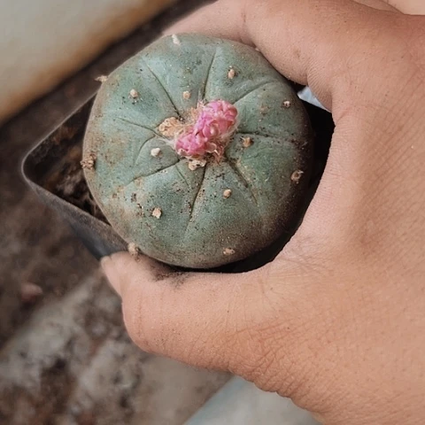539萝卜根清棚特价